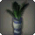 Potted Maguey