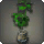 Potted Umbrella Fig
