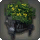 Potted Axilflower