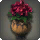 Potted Azalea