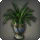Potted Spider Plant