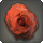 Dried Red Oldrose