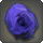 Dried Blue Oldrose